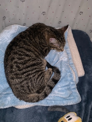 Toyger – welcome to coco and tiggy – Baltimore
