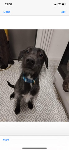 Patterdale Terrier – 4 year old terrier cross.