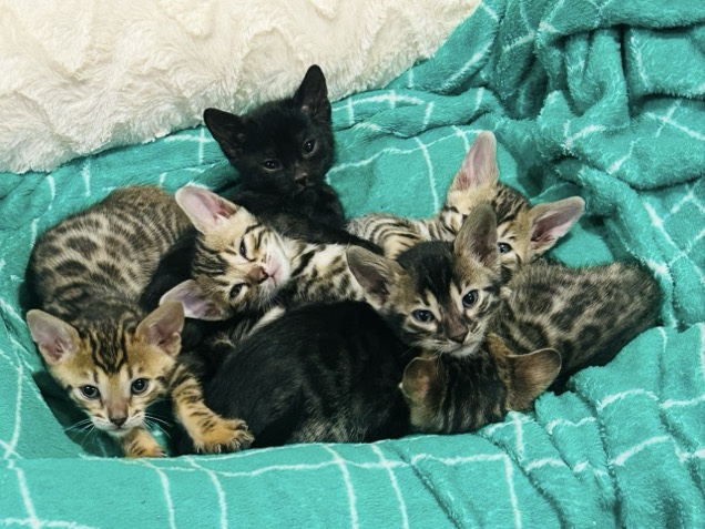 Bengal – Beautiful Bengal Kittens – Ridgway