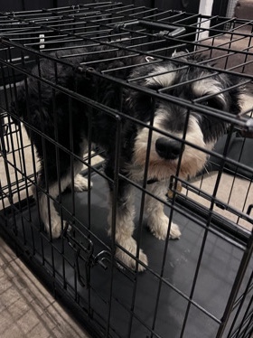 Miniature Schnauzer – mini schnauzer