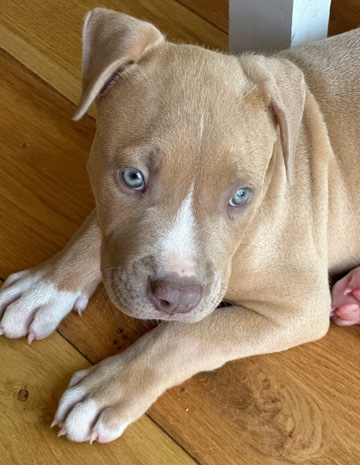 American Bulldog – American Bully XL
