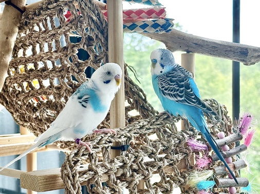 Parakeet – Bonded Parakeet Pair – West Olive