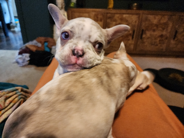 French Bulldog – 2 Merle coat Frenchies for sale – Dacula