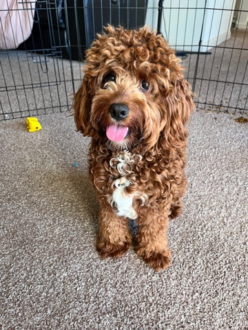 Poodle – Coco the Cockapoo
