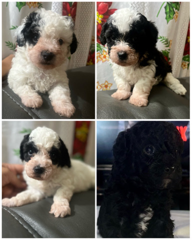 Poodle – Toy poodle puppies