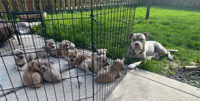 American Staffordshire Terrier – 10 week old Staffordshire terrier puppy’s