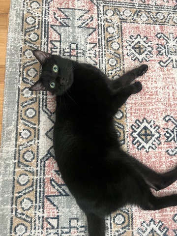 British Shorthair – Rehome Mira
