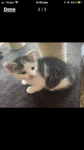 European Shorthair – kitten