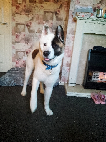 American akita