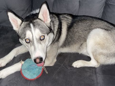 Siberian Husky – Meeko The Huskey – Hudson