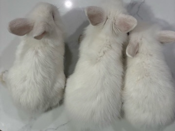 Lionhead – 🐇 3 Adorable Baby White Lionhead Bunnies – Ready for Loving Homes – Morgan Hill
