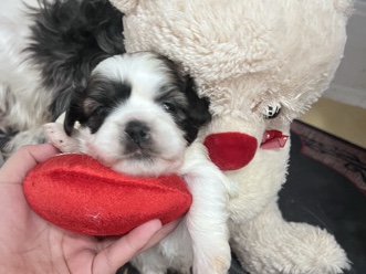 Shih Tzu – Shih Tzu Pup in nyc – New York