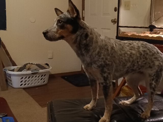Australian Cattle Dog – pepper