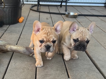 French Bulldog – AKC French Bulldog Micro Big Rope Puppy