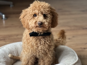 Poodle – Zwergpudel – Nordwalde