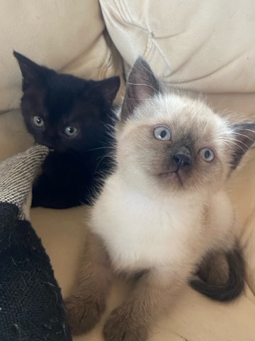 Siamese – Rehoming kittens