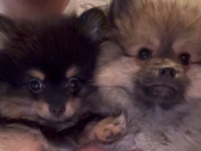 Pomeranian – Male Pomeranian Puppies – Fort Worth