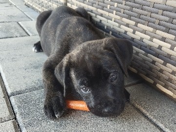 Cane Corso – Stunning Cane Corso Puppy – 8 Weeks Old – Pedigree Available – Cape Coral