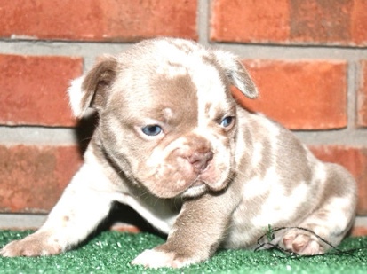 French Bulldog – French bulldog – Stockbridge