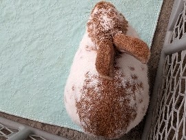 Mini Lop – selling 2 bunnies – Yakima