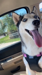 Siberian Husky – Stella
