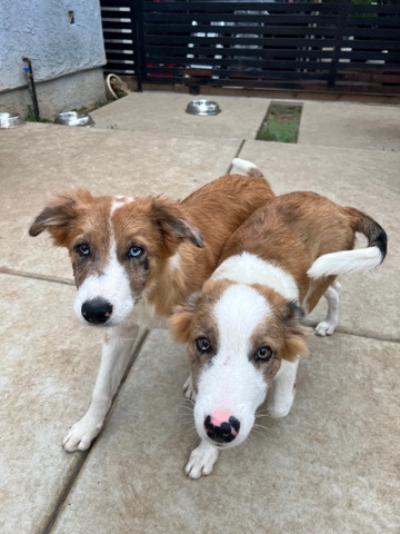 Border Collie – 8 Puppies for Sale