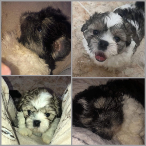 Shih-Tzu Puppies