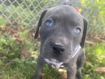 American Pit Bull Terrier – pure breed blue nose pitbull