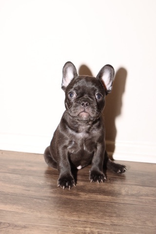 petshome%2Fadverts%2FL9zSeNG5k3DeRgwsi3ZB%2Fmain image