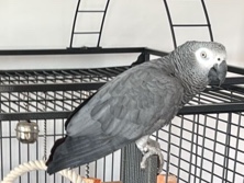 African Grey – Intelligent 8-Year-Old African Grey Parrot for Rehoming in Eastleigh – Eastleigh