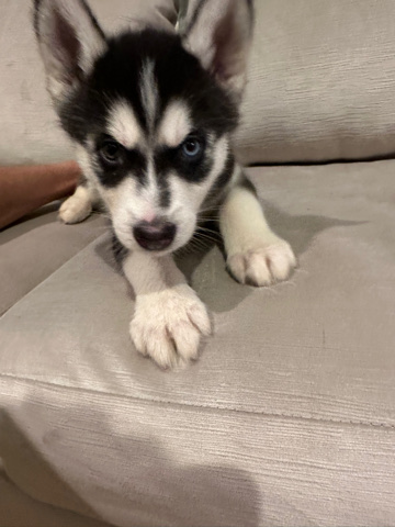 Siberian Husky – Siberian Husky (8week)