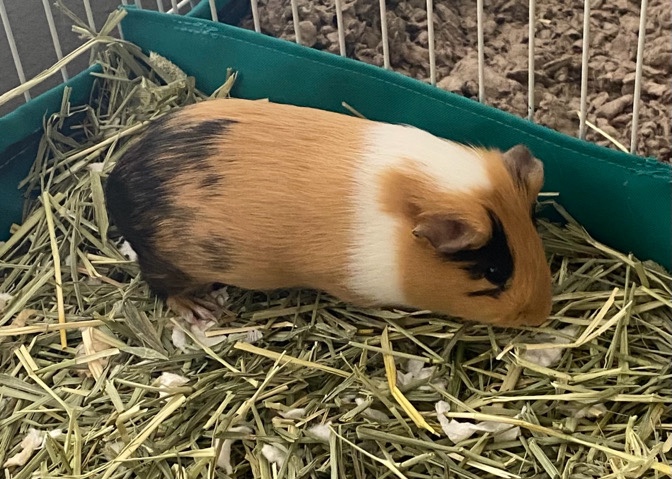 2 female guinea pigs
