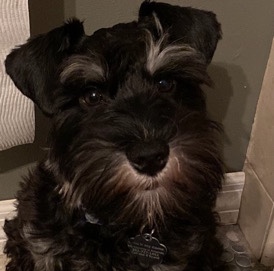 Miniature Schnauzer – Mr.Oreo