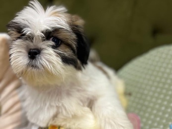 🐶 Breed: Shitzu mini – أبو ظبي