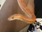 Corn Snake – docile cornsnake + enclosure and equipment – Friendswood