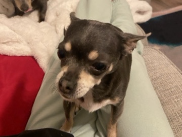 Chihuahua – 13 year old chihuahua – Folkestone