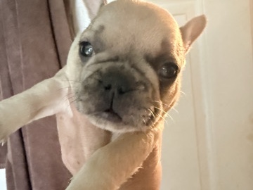 French Bulldog – French bulldog – Warner Robins