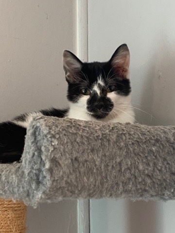 American Shorthair – Free kitty