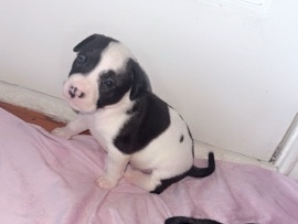 mixed blue nose and red nose pitbull