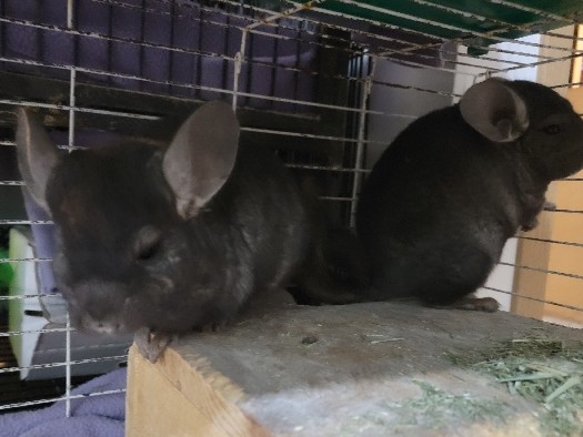Bonded pair of female chinchillas (sisters)