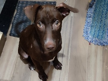 Indian pariah dog – Dog adoption free – Vasai-Virar