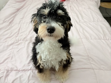 Bernese Mountain Dog – Bernadoodle for sale – Pflugerville