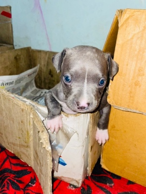 American Pit Bull Terrier – pet sell