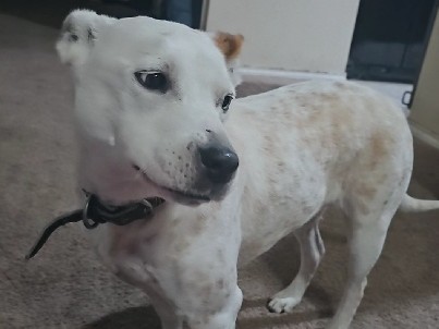 Australian Cattle Dog – Looking for new home for Lucy – Crandall