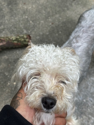 Yorkshire Terrier – chippy