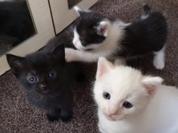 cat – Keighley