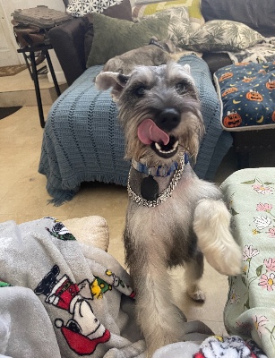 Miniature Schnauzer – jasper the dog – Miramar