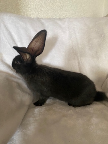 continental giant rabbits 