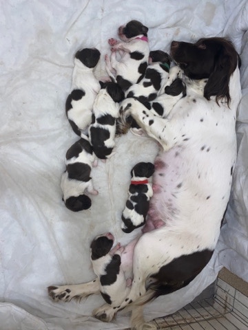 beautiful english springer spaniels 