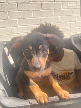 Female Dashund Puppy